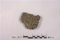 藏品(地衣)的圖片